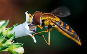 Hoverfly Background HD Wallpapers 76831
