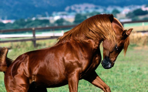 Arabian Horse HD Images 07562