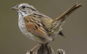 Swamp Sparrow Wallpaper 80263