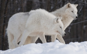 Arctic Wolf High Definition Wallpaper 73976
