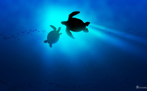 Sea Turtle HD Background Wallpaper 79142