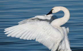 Tundra Swan Best HD Wallpaper 80836