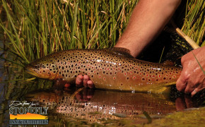 Trout HQ Background Wallpaper 75802