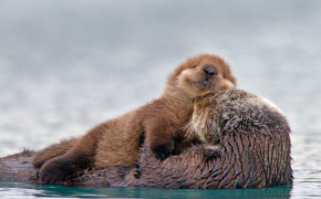 Sea Otter HD Wallpaper 79108