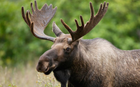 Moose Background HD Wallpapers 75193