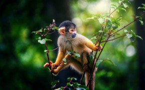 Squirrel Monkey Desktop HD Wallpaper 79929