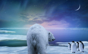 White Polar Bear Wallpaper 1920x1080 82042