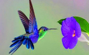 Purple Hummingbird Wallpaper 77929