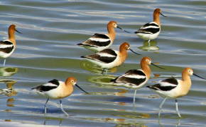 American Avocet Background Wallpapers 73592