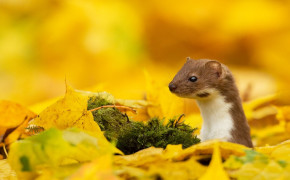 Stoat Background Wallpapers 80084