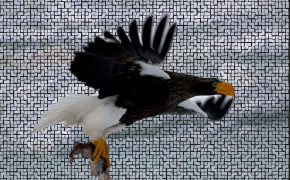 Stellers Sea Eagle Wallpaper 80048