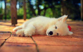 Samoyed Background HD Wallpapers 78851