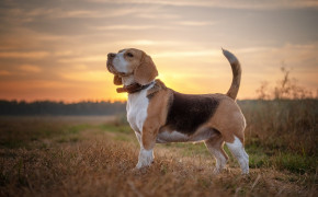 Beagle Background HD Wallpapers 74315