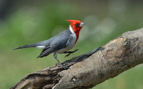 Red Crested Cardinal Wallpaper 2774x1849 82294