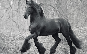 Friesian Horse HD Wallpaper 76235