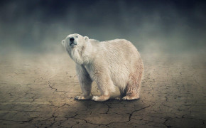 Snow Polar Bear Wallpaper 1920x1441 81683