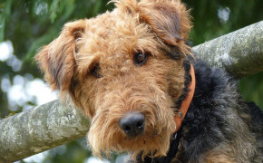 Airedale Terrier Wallpaper 73444