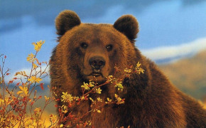 Bear Wallpaper HD 74348