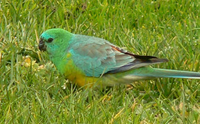 Red Rumped Parrot Background Wallpaper 78379