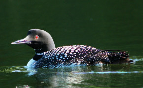 Loon HQ Background Wallpaper 74598