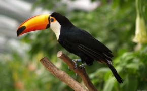 Tucan Background HD Wallpapers 80817