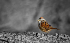 Swamp Sparrow Desktop Wallpaper 80254