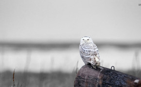 Snowy Owl Background HD Wallpapers 79697
