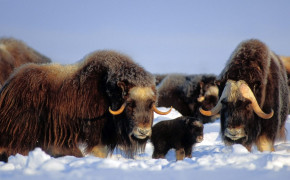 Muskox Background Wallpapers 75316