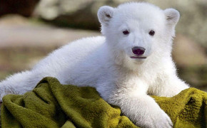 Baby Polar Bear Pics 07617