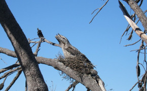 Tawny Frogmouth Wallpaper 80497