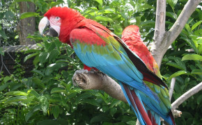 Red And Green Macaw Desktop Wallpaper 78252