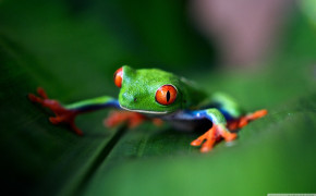 Red Eyed Tree Frog Wallpapers Full HD 78188