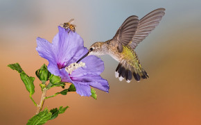Purple Hummingbird Background Wallpapers 77918