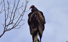 Turkey Vulture HD Background Wallpaper 80895