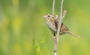 Henslows Sparrow HD Background Wallpaper 76631