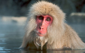 Macaque Background Wallpapers 74642