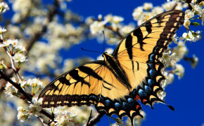 Swallowtail Butterfly HD Background Wallpaper 80240