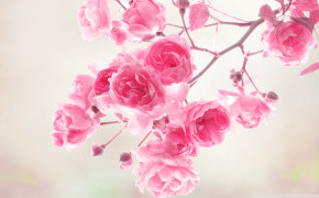 Pink Rose Images 08019