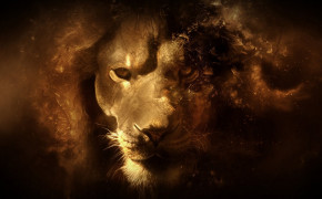 Cool Lion Widescreen Wallpapers 76169