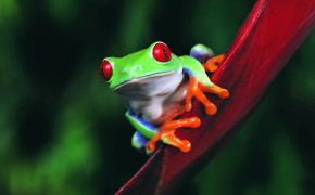 Red Eyed Tree Frog HD Background Wallpaper 78180