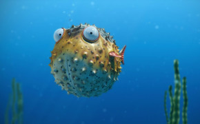 Pufferfish Wallpaper HD 77860
