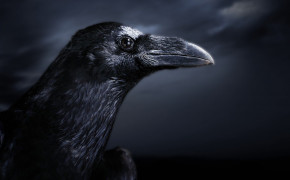 Raven Background Wallpaper 78122