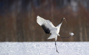 Red Crowned Crane High Definition Wallpaper 78355