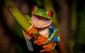 Red Eyed Tree Frog Background HD Wallpapers 78172