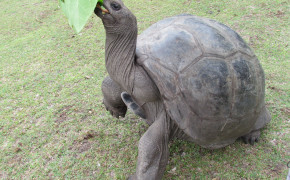 Aldabra Giant Tortoise Widescreen Wallpapers 73523