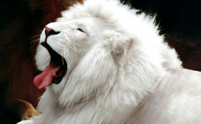 White Lion Pictures 08171