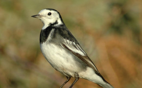Wagtail HD Wallpapers 75888