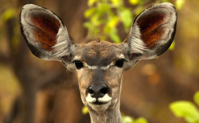 Kudu Best HD Wallpaper 77517