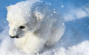 Snow Polar Bear Wallpaper 1920x1280 81676