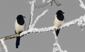 Magpie High Definition Wallpaper 74690